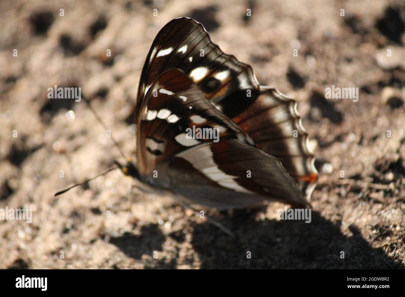 hermosa gran mariposa marrón reposar en el suelo se calienta bajo la luz del sol Foto de stock