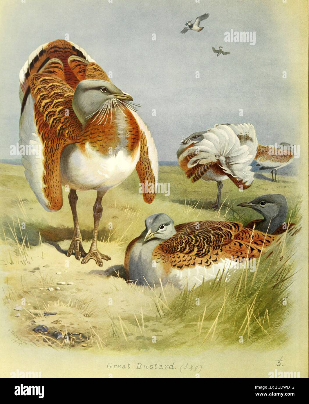 Archibald Thorburn vintage ilustración de pájaro británico. Foto de stock