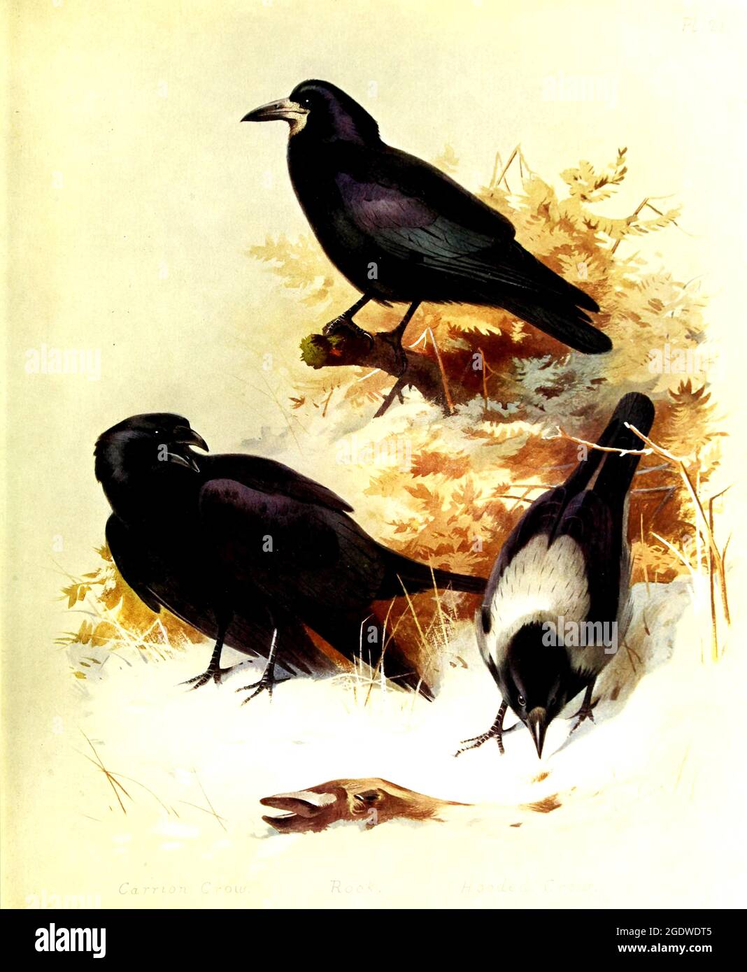 Archibald Thorburn vintage ilustración de pájaro británico. Foto de stock