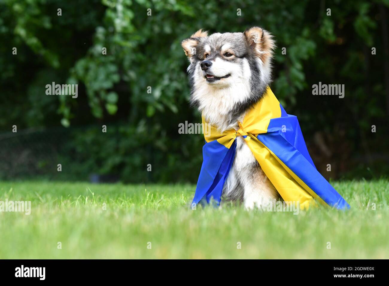 son perros lapphunds suecos buenos perros de apartamento