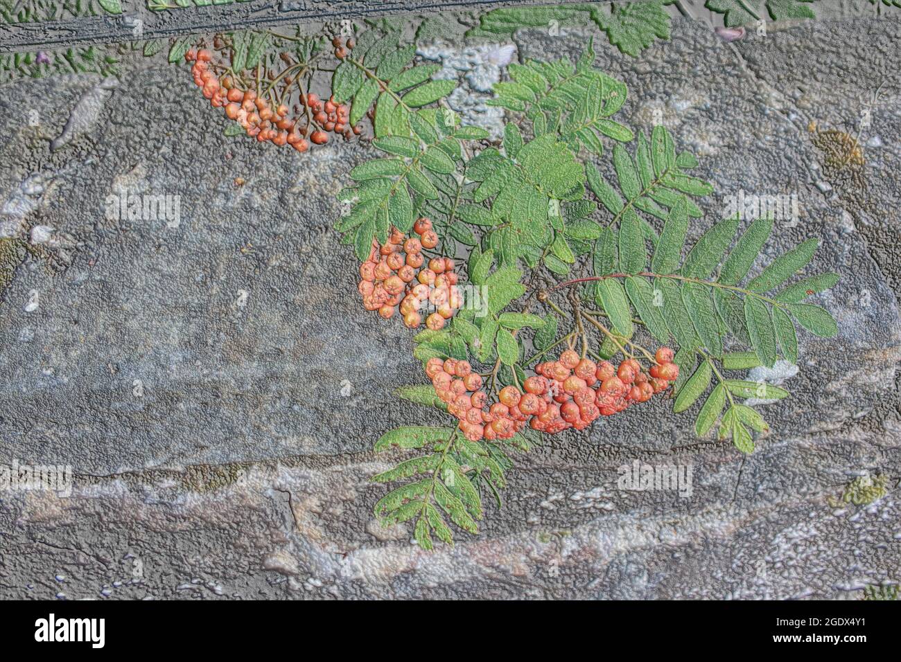 Bayas y hojas de Rowan en relieve (Ceniza de montaña) creciendo contra una piedra. Sorbus aucuparia en relieve, bayas de rowan para aves. Foto de stock