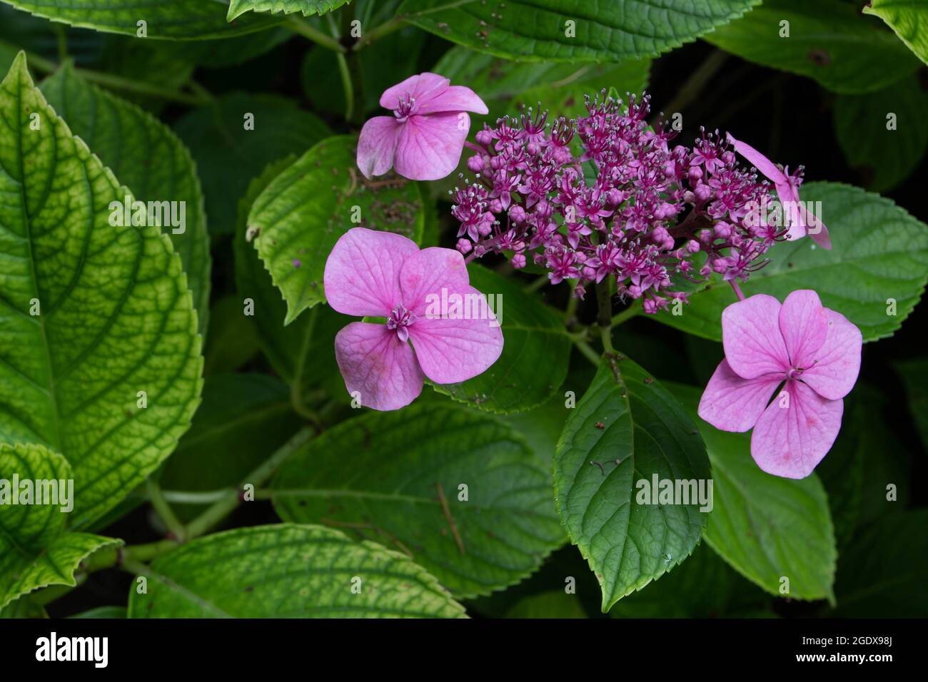 Planta de hortensia fotografías e imágenes de alta resolución - Alamy Planta de hortensia fotografías e imágenes de alta resolución - Alamy