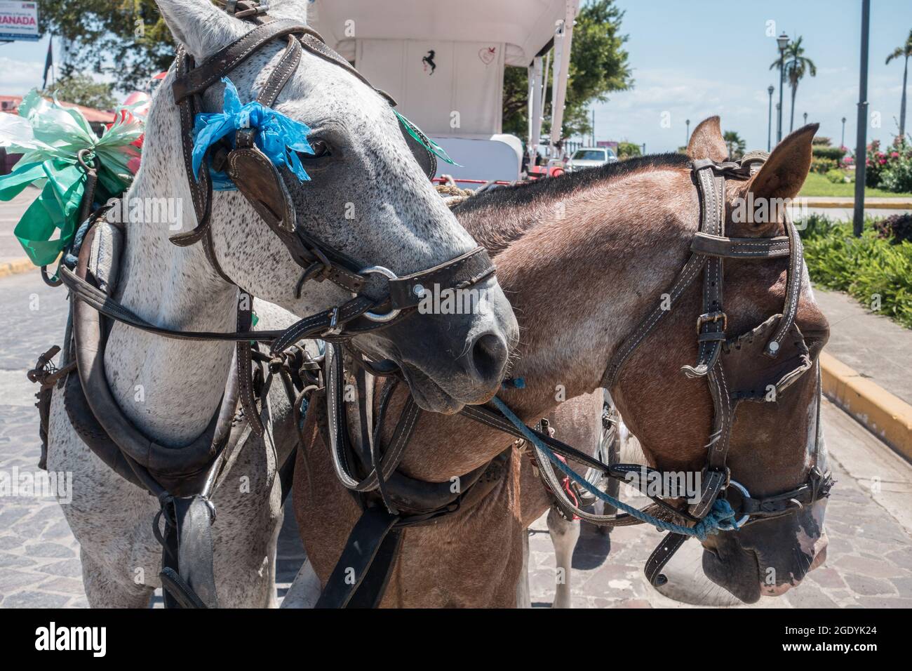 Primer plano de dos caballos de trabajo (Equus ferus) que tiran de un carruaje turístico en Granada, Nicaragua. Foto de stock