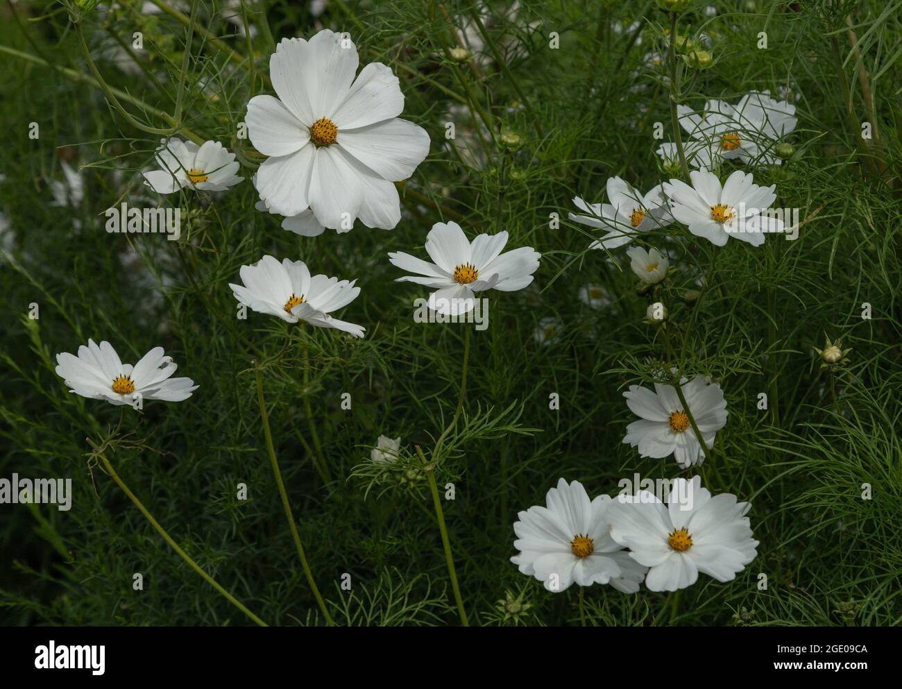 Cosmos blancos en flor. Foto de stock