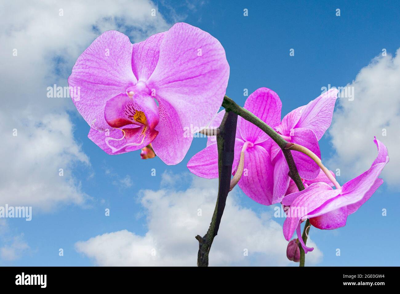Collage, orquídea rosa contra el cielo azul con nubes blancas Fotografía de  stock - Alamy
