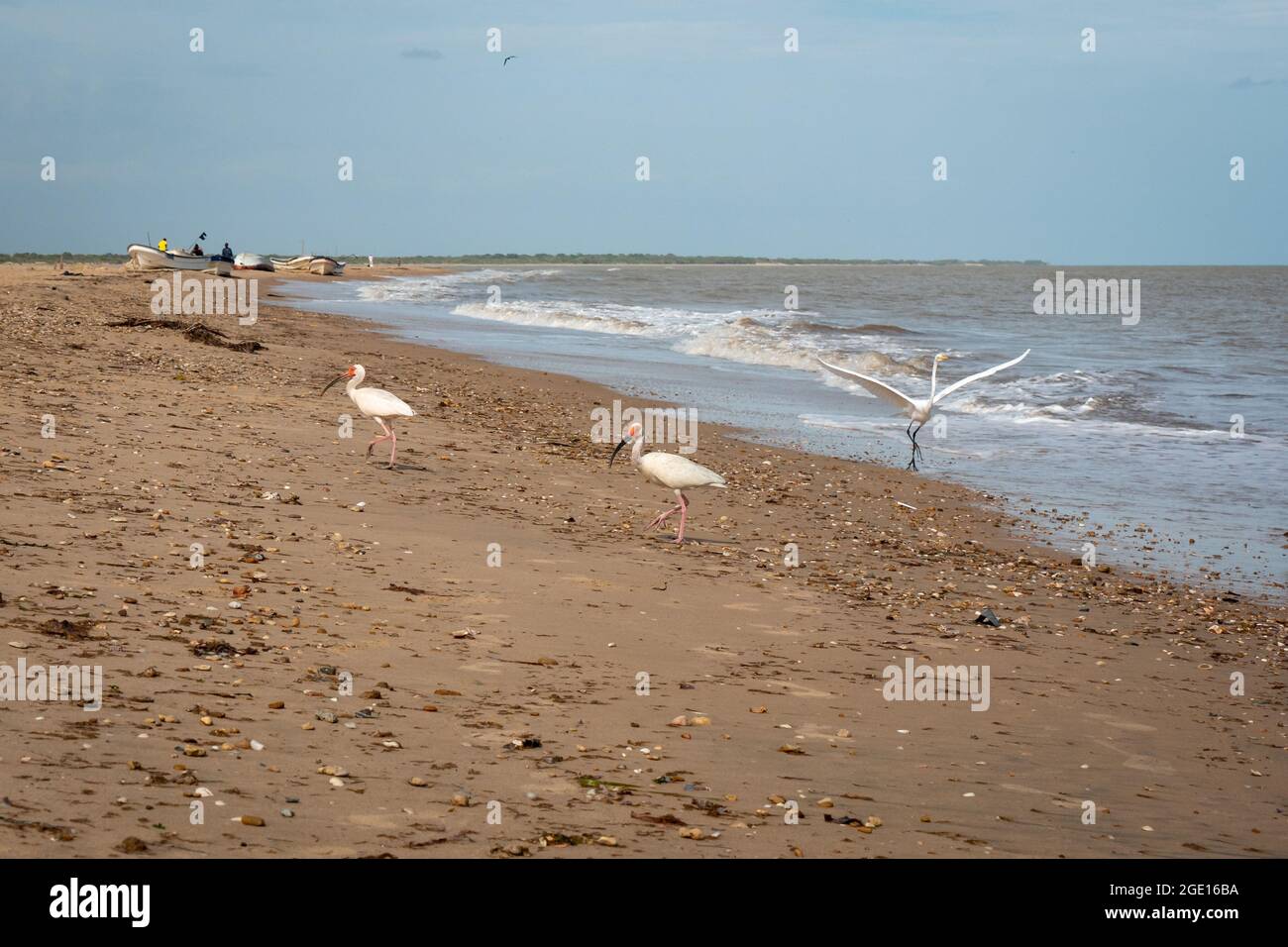 El American White Ibis (Eudocimus albus) está caminando por la arena lejos de la costa Foto de stock