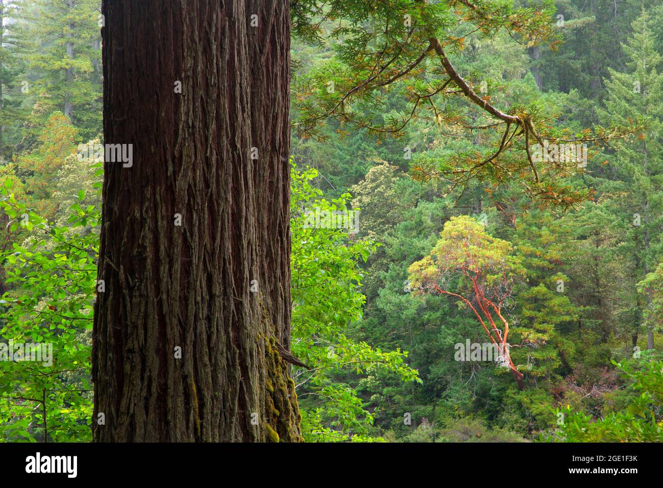 Bosque de secoyas de la costa (Sequoia sempervirens) con madrona del Pacífico a lo largo del río Smith, Parque Estatal Jedediah Smith Redwoods, Parque Nacional Redwood, Califor Foto de stock