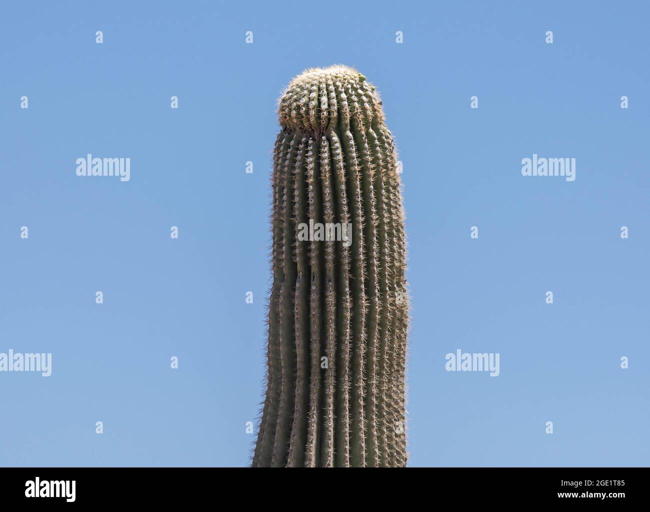 Cacto saguaro (Carnegiea gigantea, Cereus giganteus), floreciendo, EE.UU., Arizona, Sonora Foto de stock