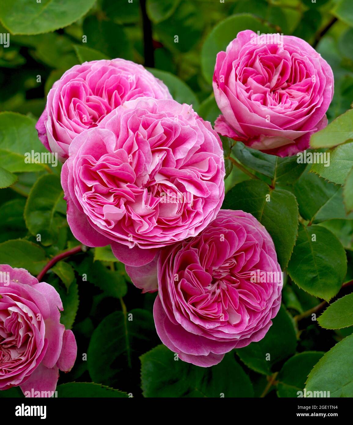 Rosa floribunda rosa 'Coconut Ice' (Korallister). Grupo de flores rosadas. Criado por Kordes Roses. Foto de stock
