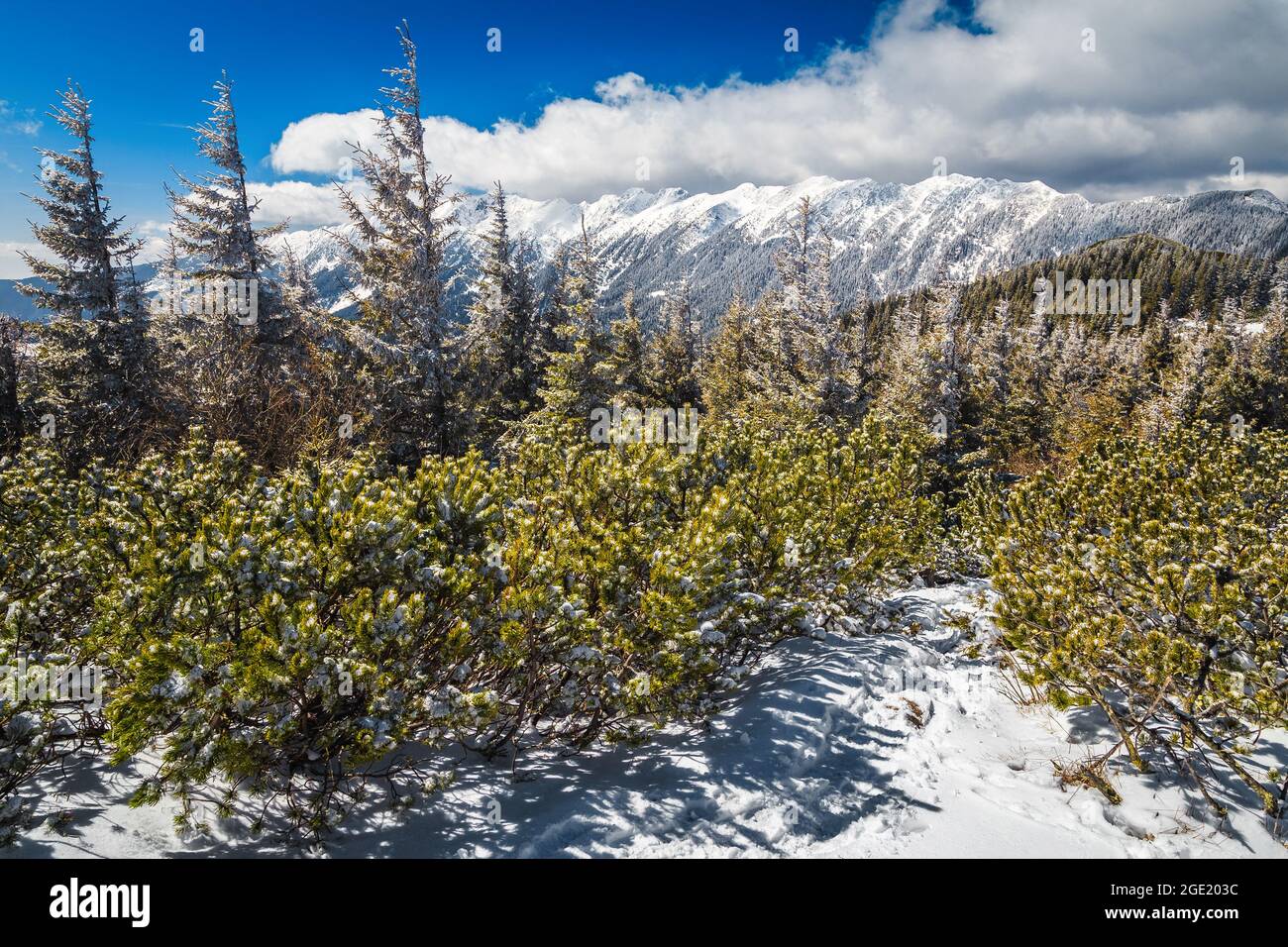 Majestuoso paisaje de bosque helado de invierno con pinos nevados y montañas cubiertas de nieve, Piatra Craiului, Cárpatos, Rumania, Europa Foto de stock