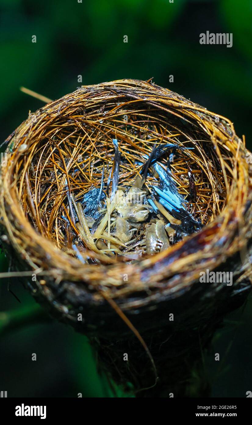Los restos del pájaro bebé murieron dentro de su nido. El concepto de salva al pájaro. Foto de stock