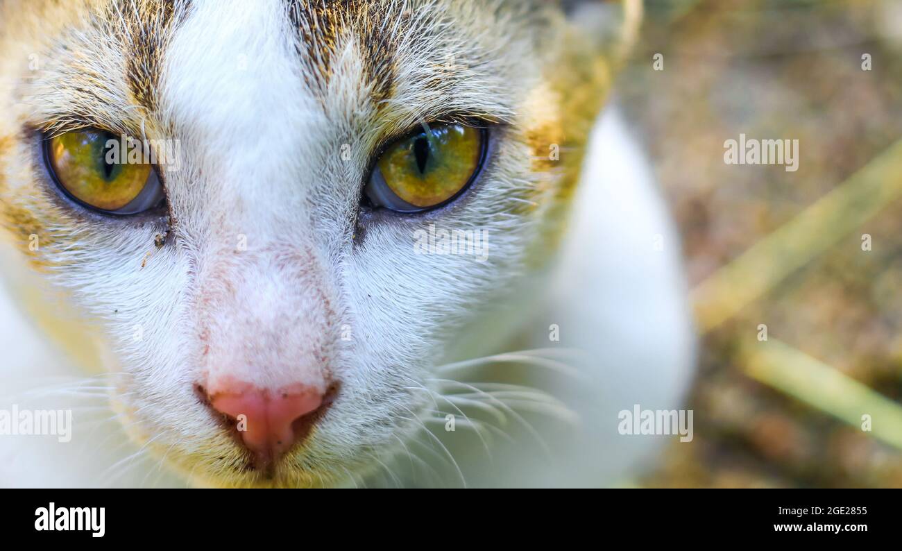 Primer plano de un gato asiático blanco con ojos amarillos Fotografía de  stock - Alamy