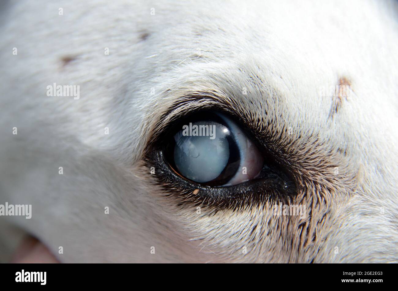 Observe el ojo de un perro afectado por la catarata Foto de stock