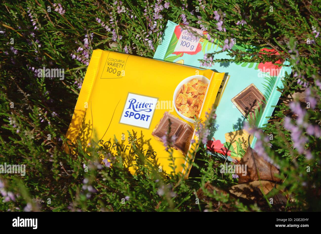 Sonderborg, Dinamarca - Aut 15, 2021: Cornflakes de chocolate Ritter Sport y ladrillos hulahula dispuestos en brezo floreciente. Foto de stock