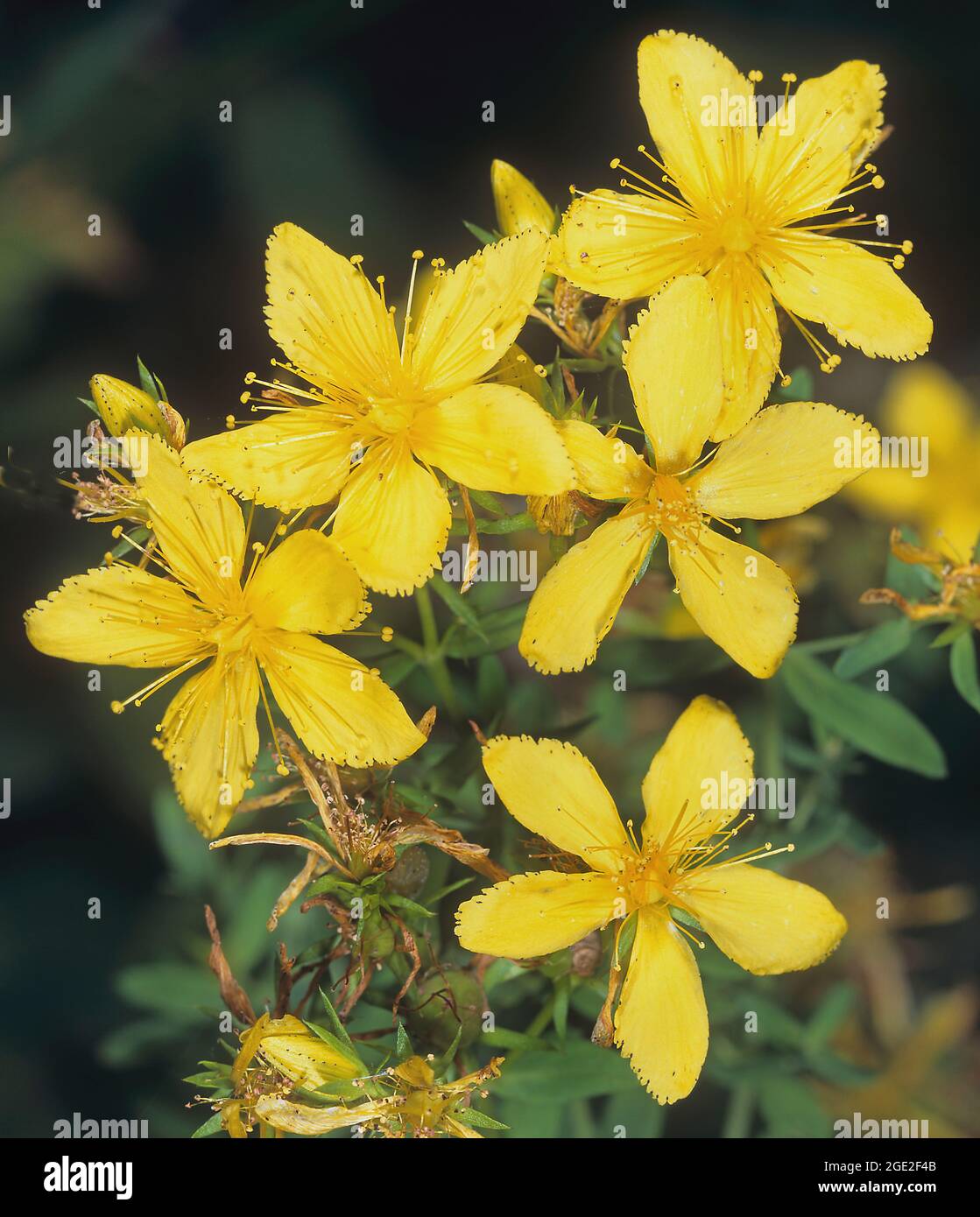 Hierba de San Juan (Hypericum perforatum). Inflorescencia con varias flores individuales. Alemania Foto de stock