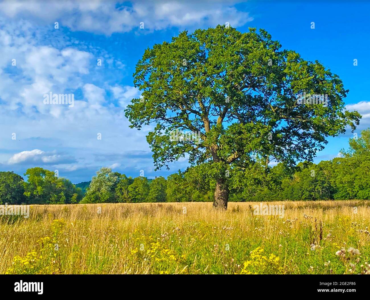 ROBLE Quercus robur en Battlemead Common, Maidenhead, Berkshire. Foto de stock