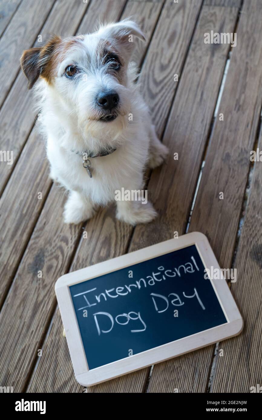 Dia internacional del perro fotografías e imágenes de alta resolución -  Alamy