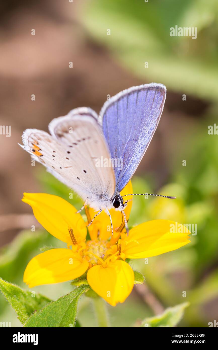 Mariposa azul de cola corta - Argiades Cupido - descansando en una flor de Chrysogonum virginianum, conocido como rodilla dorada, verde y oro o goldenstar Foto de stock