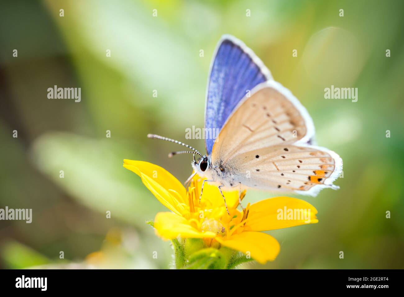 Mariposa azul de cola corta - Argiades Cupido - descansando en una flor de Chrysogonum virginianum, conocido como rodilla dorada, verde y oro o goldenstar Foto de stock