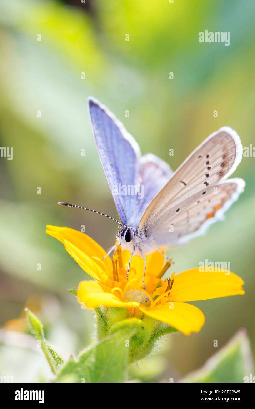 Mariposa azul de cola corta - Argiades Cupido - descansando en una flor de Chrysogonum virginianum, conocido como rodilla dorada, verde y oro o goldenstar Foto de stock
