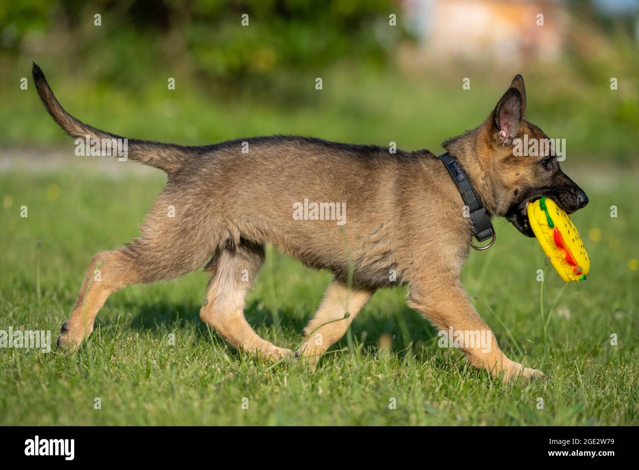 Un cachorro de ocho semanas de edad del Pastor Alemán jugando con un  juguete en hierba verde. Color Sable, raza de línea de trabajo Fotografía  de stock - Alamy