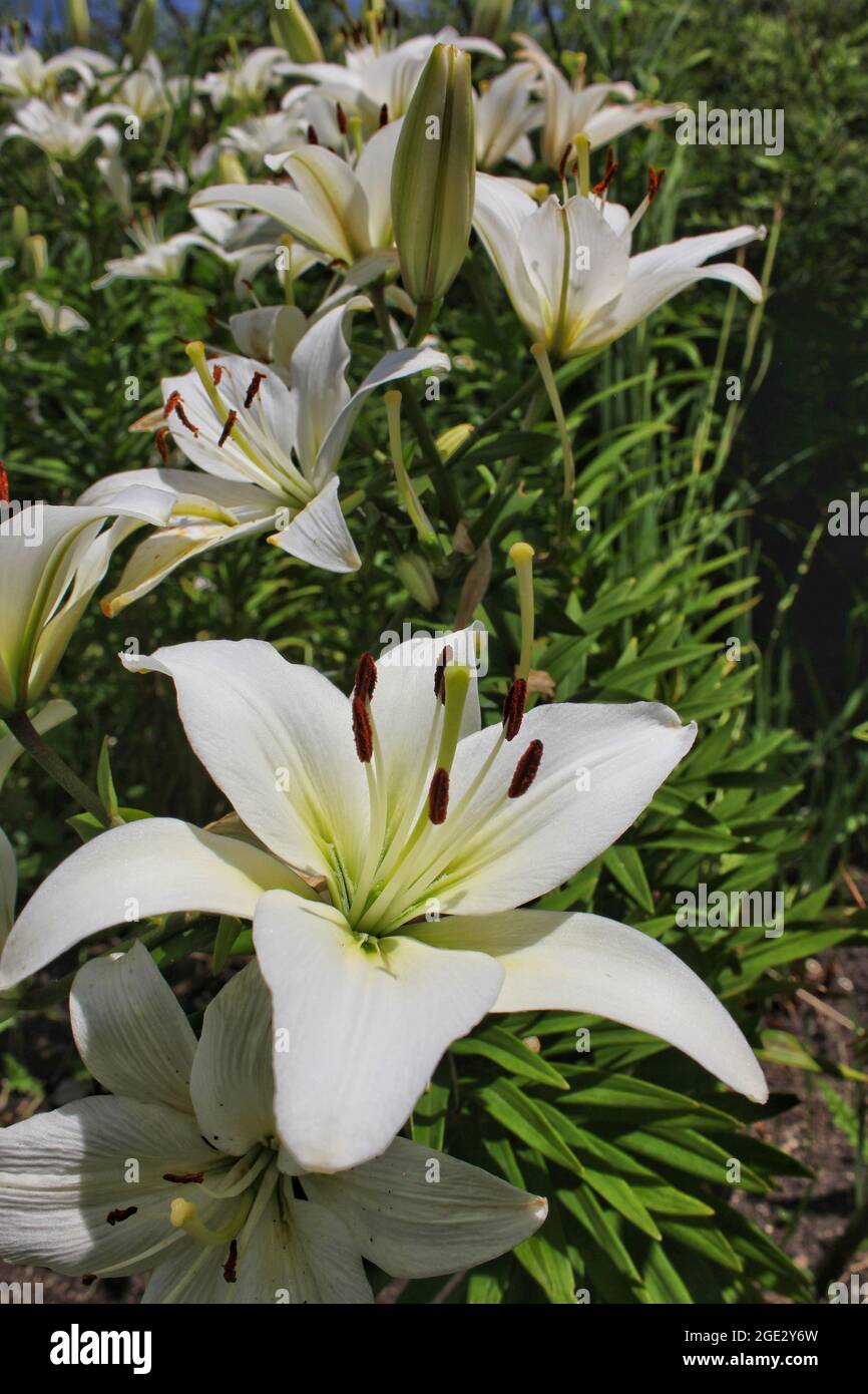 Flor de lirio blanco puro que crece bajo el sol brillante del verano en el  jardín Fotografía de stock - Alamy