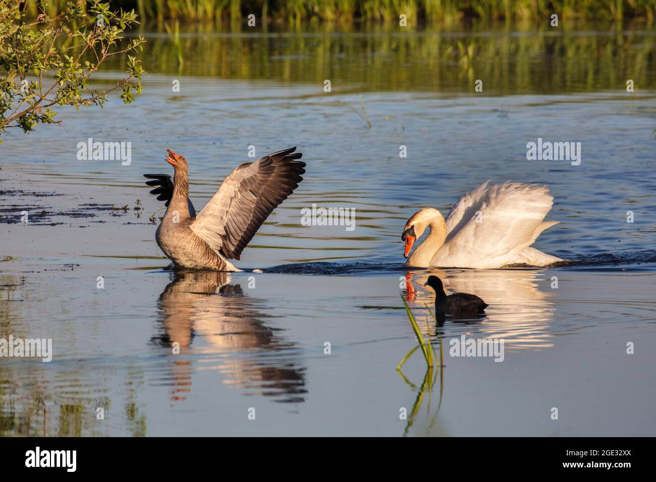 Holanda, Naarden, Naardermeer. Mute cisne persiguiendo a Graylag Goose de su territorio. Foto de stock