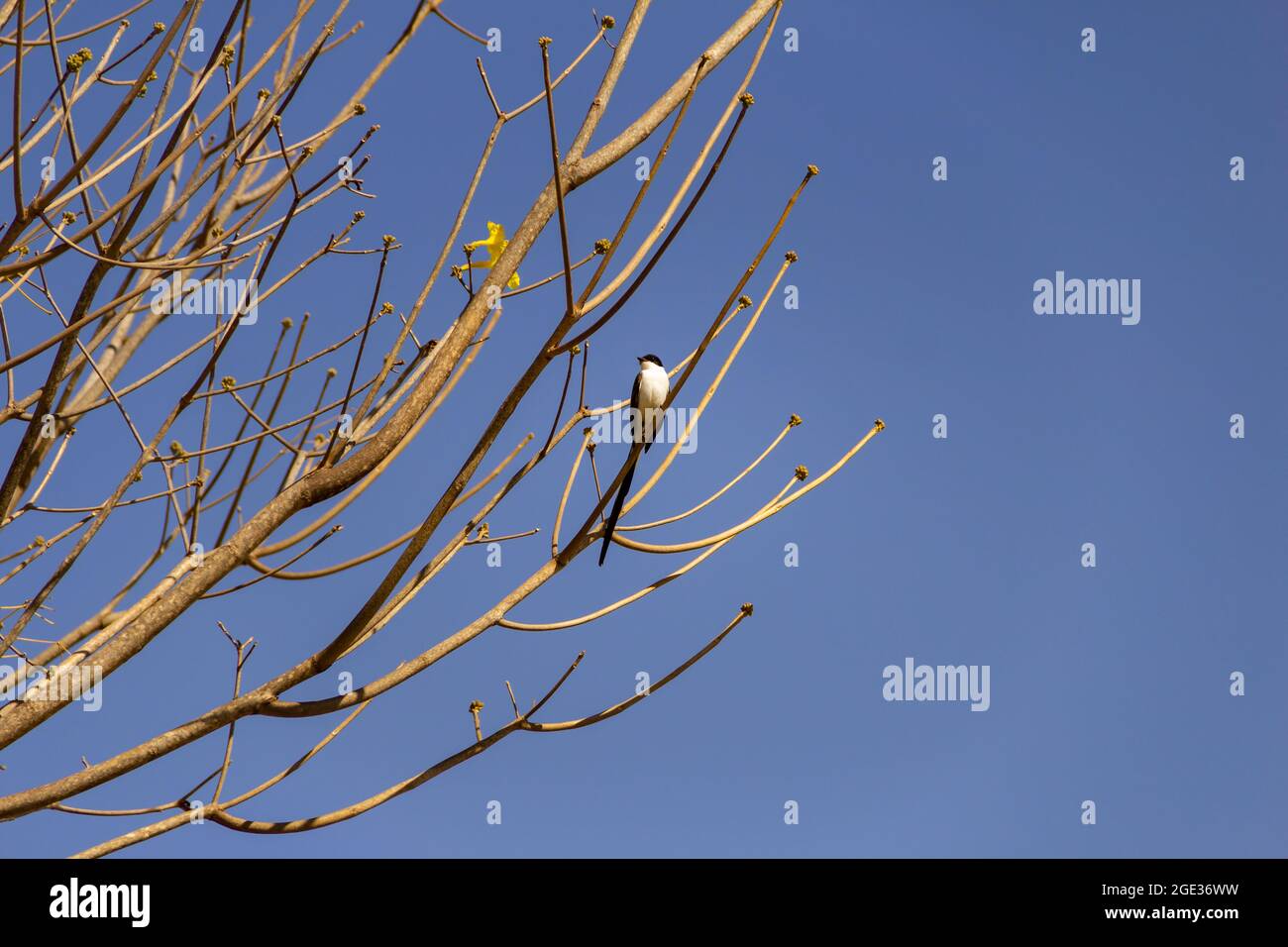 Un pájaro (Tyrannus sabana) encaramado en una rama de árbol sin hojas con el cielo azul en el fondo. 'Tesourinha'. Foto de stock