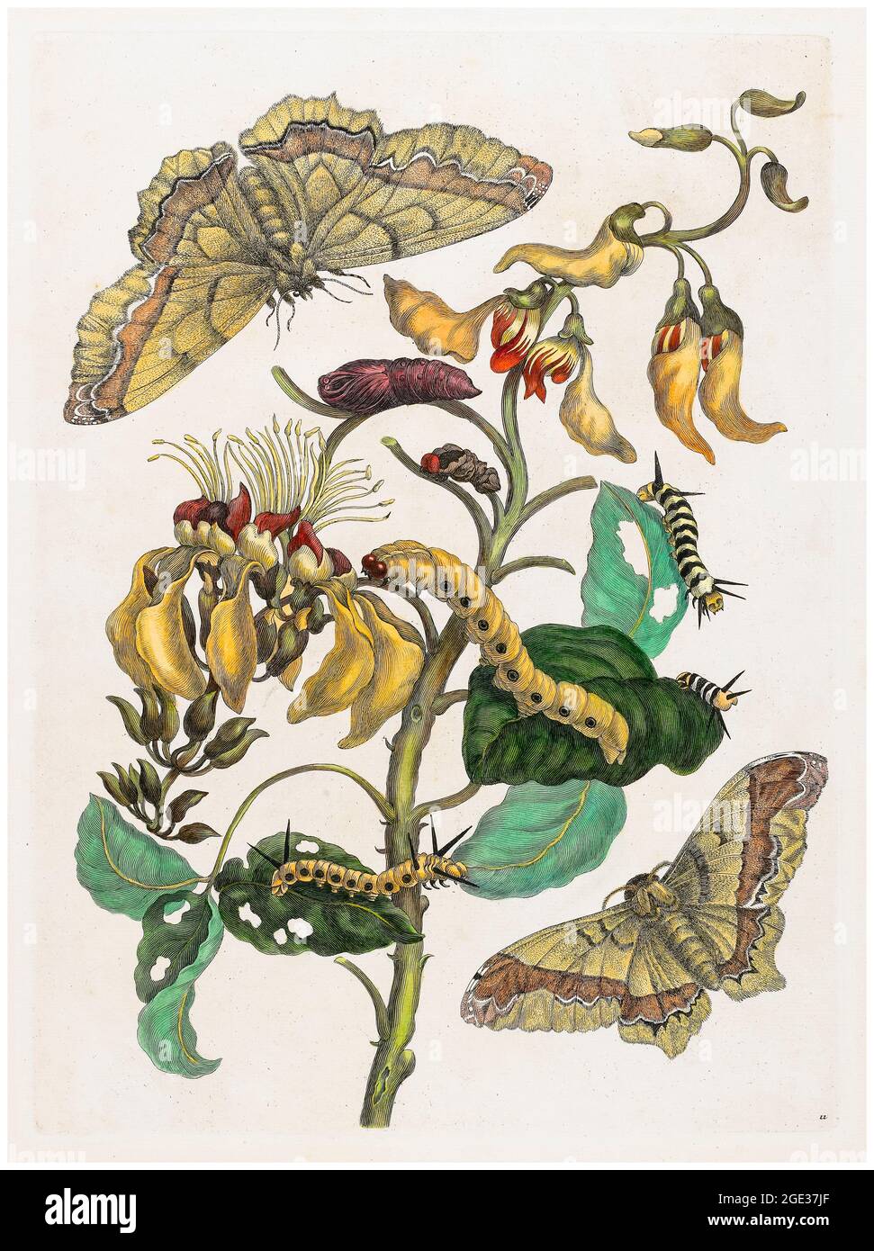 Maria Sibylla Merian, Caterpillars, Mariposas y Flor, ilustración, 1705 Foto de stock
