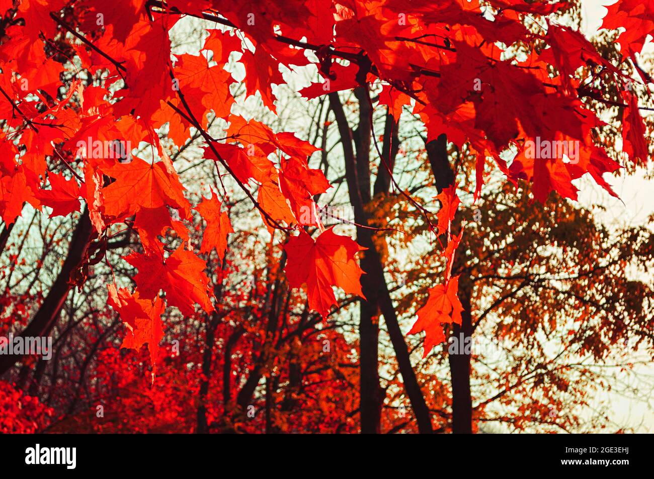 Paisaje forestal de otoño. Árboles de otoño, hojas rojas brillantes en los árboles de otoño. Procesamiento de tonos creativos Fotografía de stock - Alamy Paisaje forestal de otoño. Árboles de otoño, hojas rojas brillantes en los árboles de otoño. Procesamiento de tonos creativos Fotografía de stock - Alamy