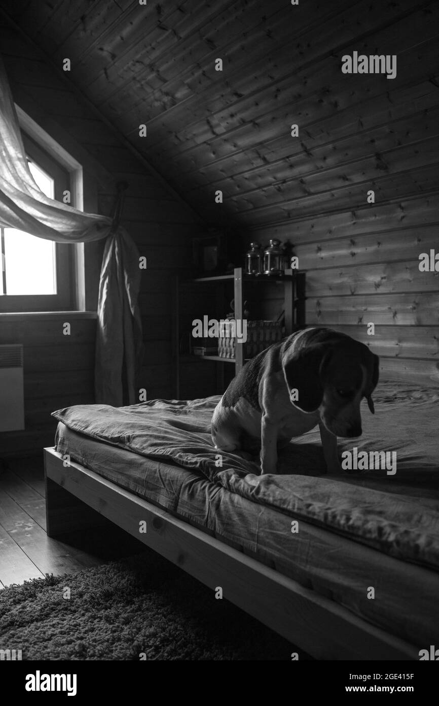 Foto en blanco y negro de beagle sentado en la cama y mirando hacia abajo. Foto de stock