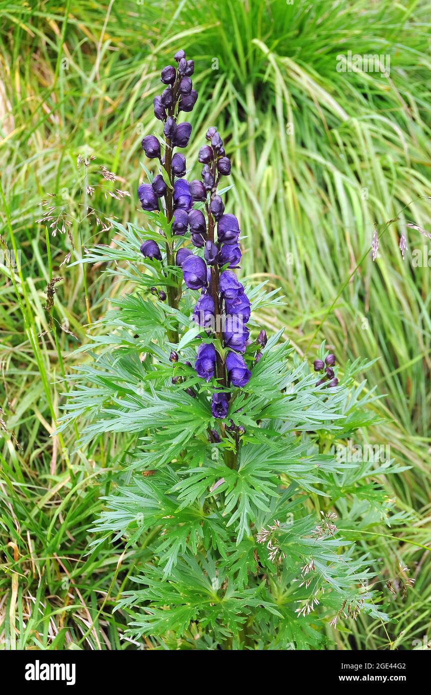 La capucha de monje, la aconita, el lobo, Blauer Eisenhut, Aconitum  napellus, Alpesi sisakvirág, Europa Fotografía de stock - Alamy