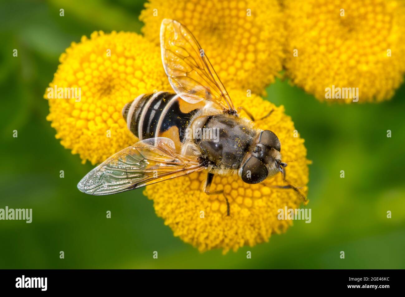 Mosca europea de drones / dronefly (Eristalis arbustorum) hembra de la mosca del aire que alimenta en el néctar del tansy común (Tanacetum vulgare) en flor en verano Foto de stock