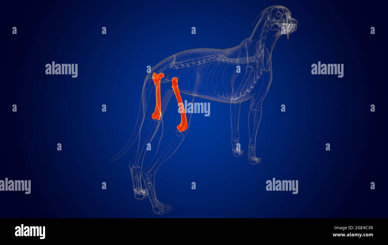 Huesos de Fémur Esqueleto de perro Anatomía para el concepto médico 3D  Ilustración Fotografía de stock - Alamy