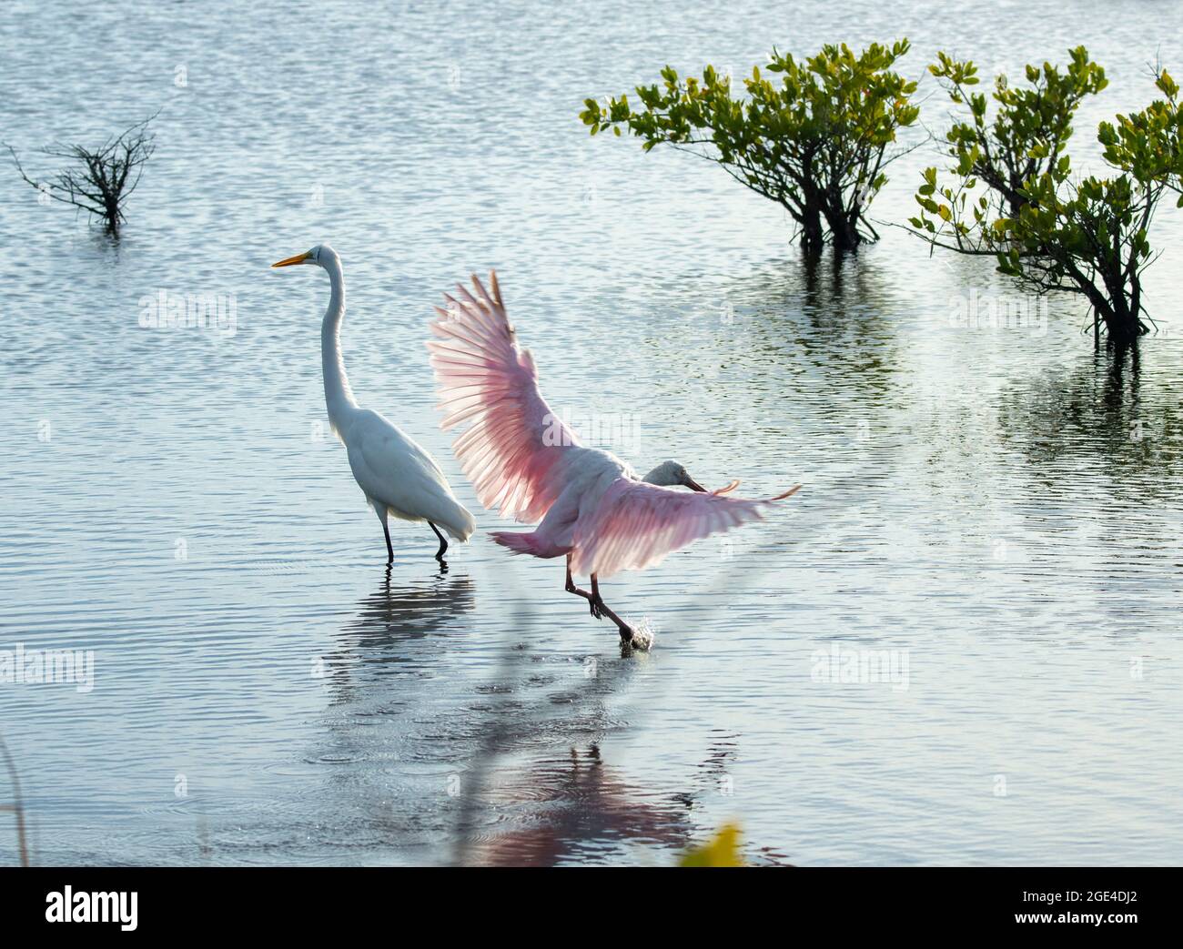 Aves comunes White Egret y Rosette Spoonbill alimentándose a la luz de la noche, refugio nacional de vida salvaje Merritt Island, humedales Foto de stock