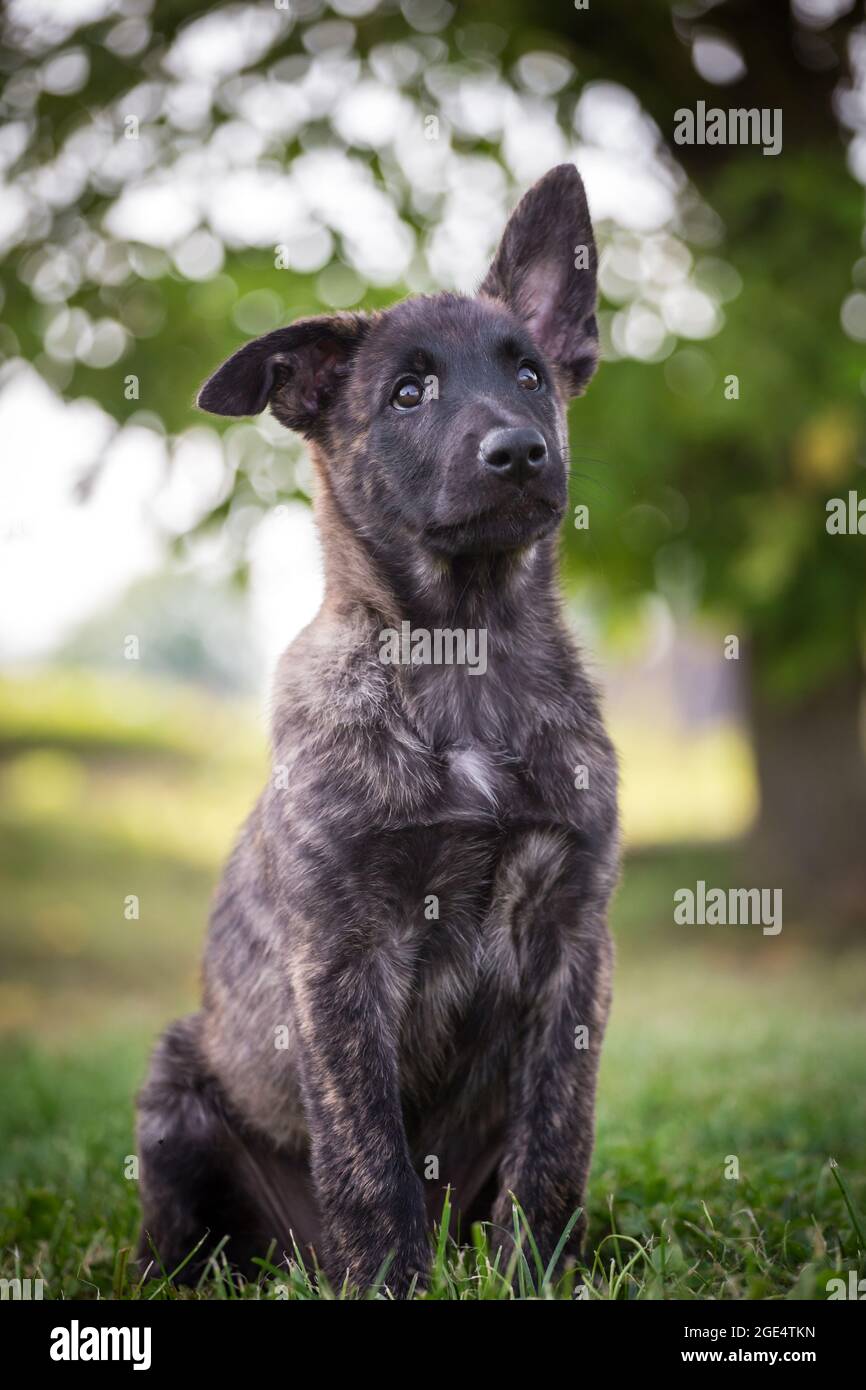 Pastor holandés, cachorro Hollandse Herdershond Fotografía de stock - Alamy