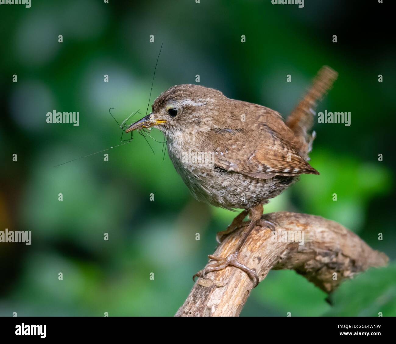 Jenny wrens fotografías e imágenes de alta resolución Alamy