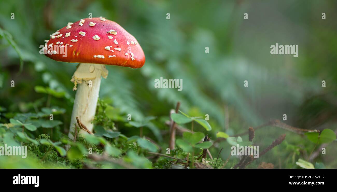 Cerca de belleza toadstool setas, la del "reig bord" en el suelo del bosque, Baviera, Alemania Foto de stock