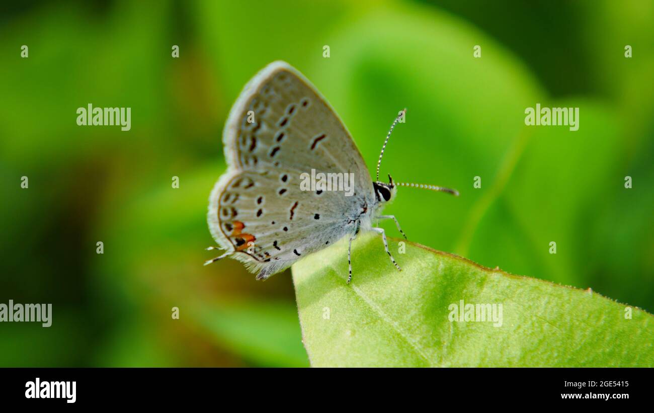 Primer plano de una diminuta mariposa azul de cola corta que descansa sobre una hoja de planta en un prado Foto de stock