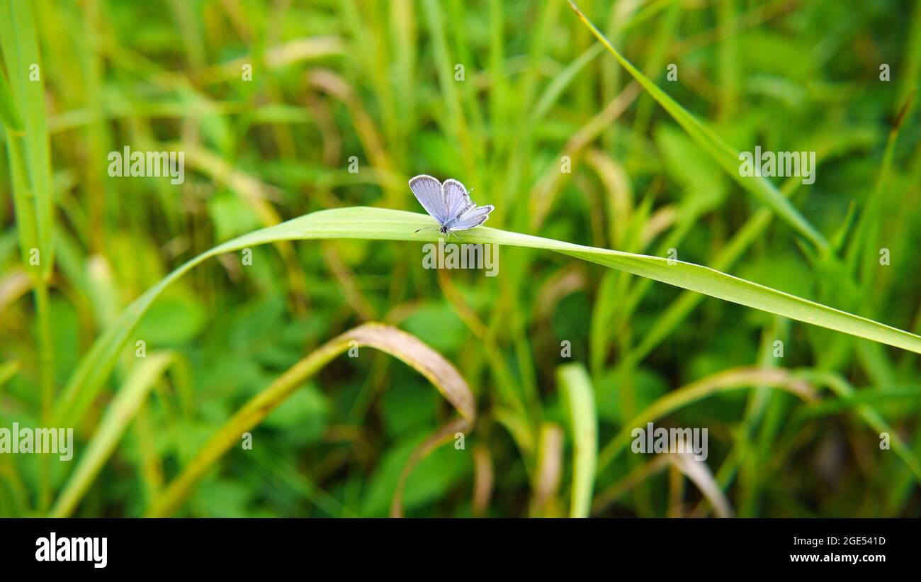 Primer plano de una diminuta mariposa azul de cola corta que descansa sobre una hoja de hierba en un prado Foto de stock