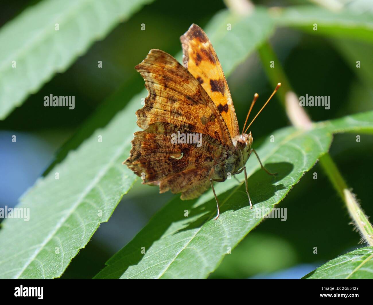 Primer plano de una mariposa con patas de pincel de coma oriental que descansa en el bosque sobre una hoja vegetal a la luz del sol Foto de stock