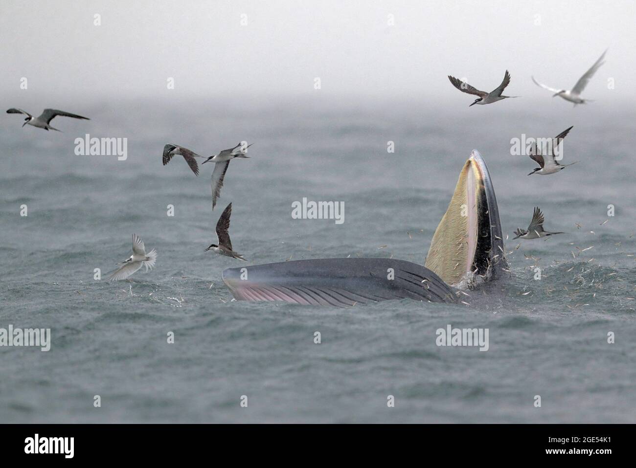 Ballena de Bryde (Balaenoptera edeni), con charrones (Onychoprion anaethetus), MIRS Bay, Hong Kong, China (también conocida como “Ballena del Edén) Agosto de 2021 Foto de stock