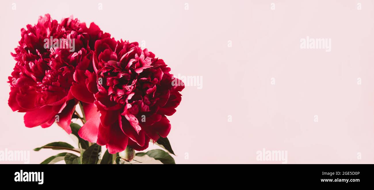 Flores de color rojo borgoña floreciendo sobre un fondo rosa pastel espacio  de copia Fotografía de stock - Alamy