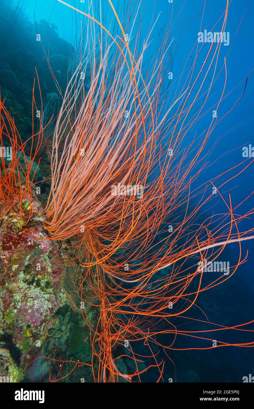 Cuerno coral látigo coral rojo (Ellisella ceratophyta), Océano Pacífico, Palaos Foto de stock