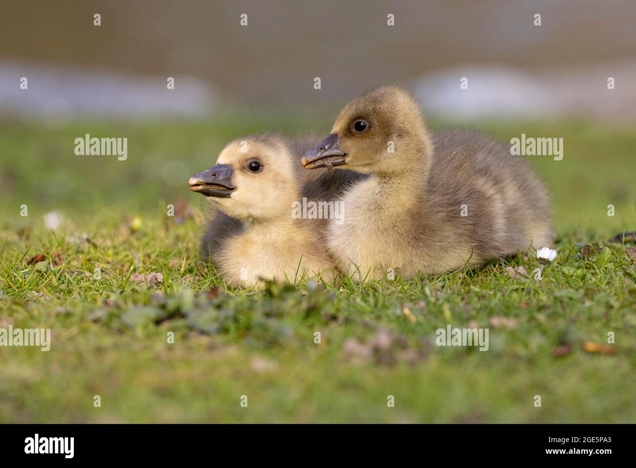 Los gansos jóvenes de Graylag (Anser anser) se acurrutan unos a otros, Alemania Foto de stock