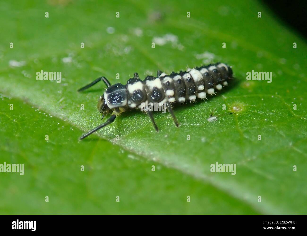 Mariquita de 14 manchas (Propylea quatuordecimpunctata), larva, Alemania Foto de stock