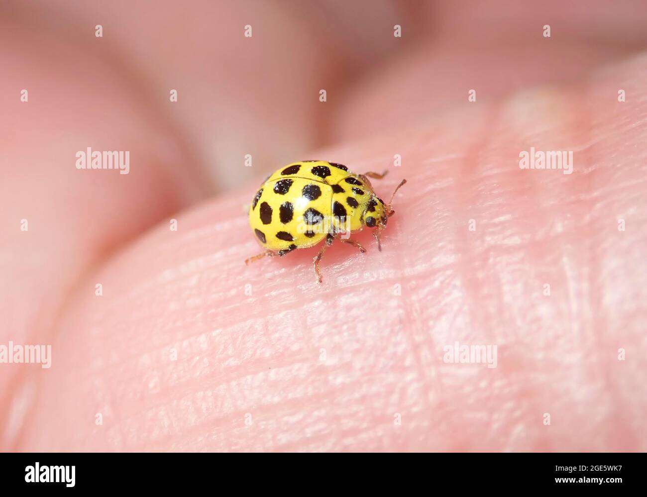 Mariquita de 22 puntos (Psyllobora vigintiduopunctata) o de veintidós puntos, insecto beneficioso, Alemania Foto de stock