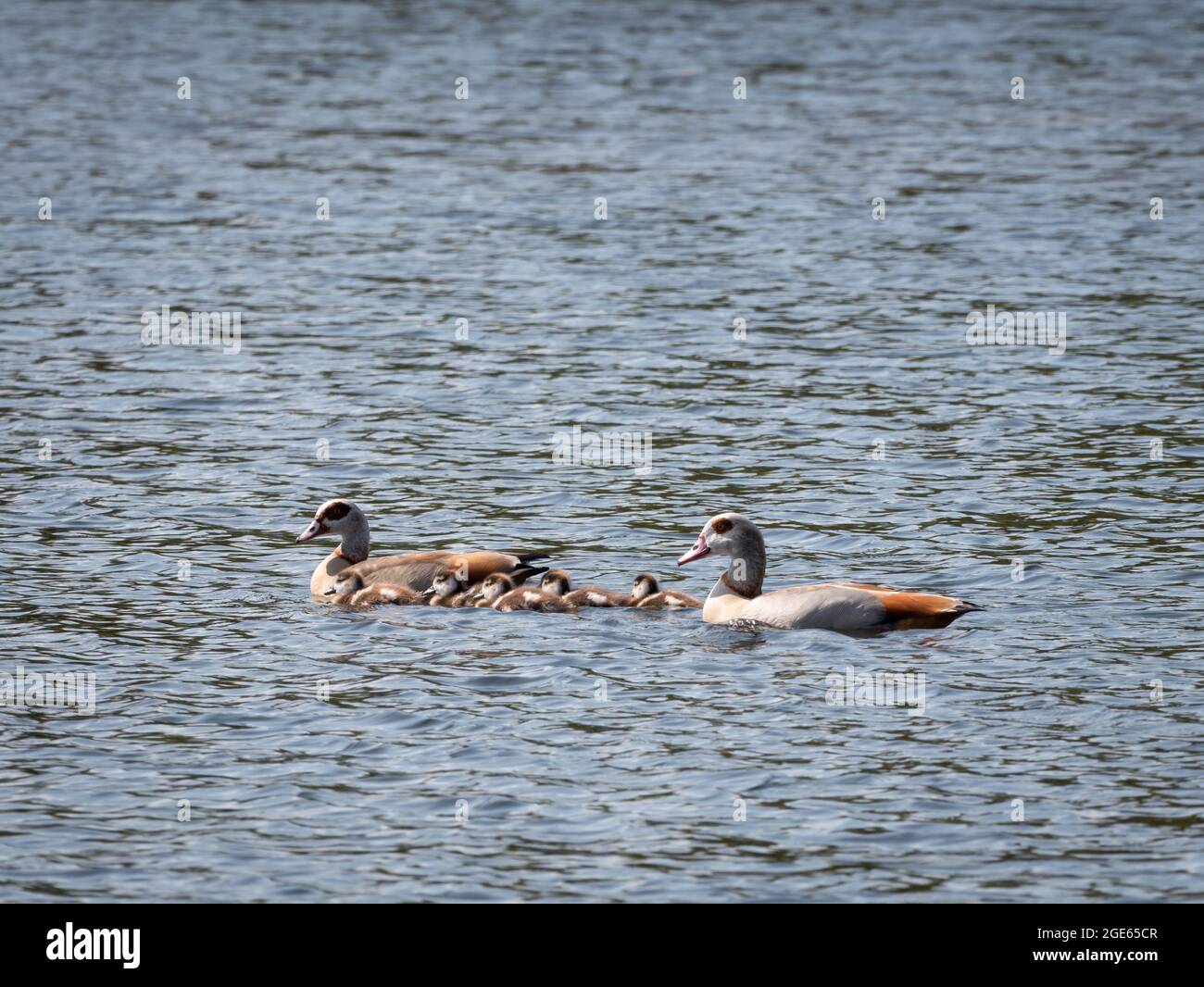Ganso egipcio, Alopochen aegyptiaca, padres y jóvenes goslings nadando en el lago, Países Bajos Foto de stock