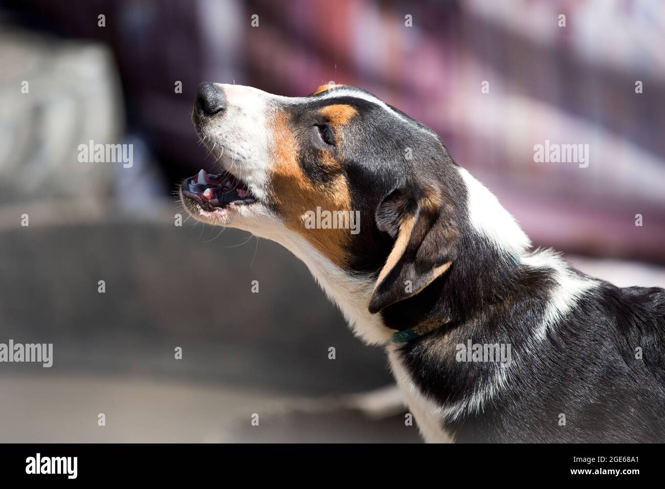 Retrato de medio rostro de perro joven de pie y ladrando afuera Foto de stock
