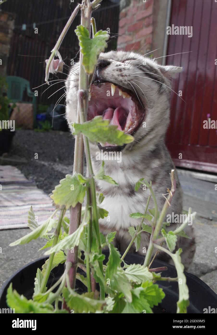 Gato de Bengala comiendo el catnip Foto de stock